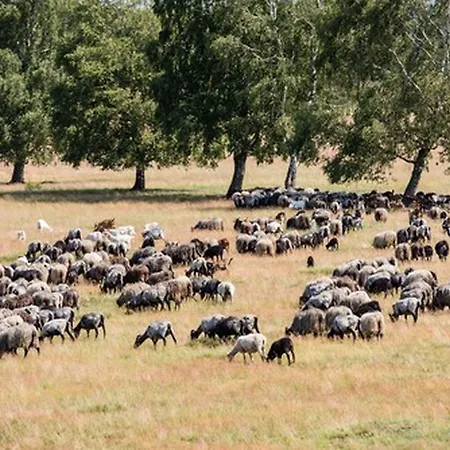 Hotelcamp Reinsehlen Schneverdingen